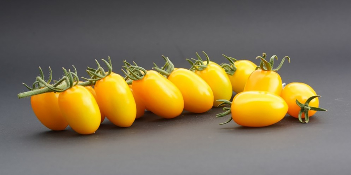 Santy Yellow: il datterino giallo che guida l’innovazione nel segmento premium